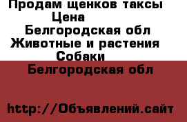 Продам щенков таксы  › Цена ­ 3 000 - Белгородская обл. Животные и растения » Собаки   . Белгородская обл.